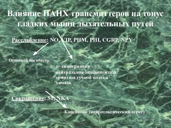 Влияние НАНХ трансмиттеров на тонус гладких мышц дыхательных путей Расслабление: NO,