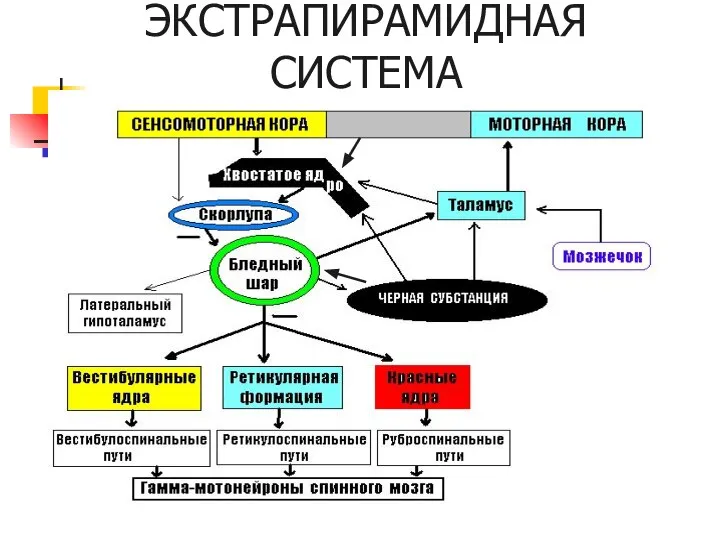 ЭКСТРАПИРАМИДНАЯ СИСТЕМА