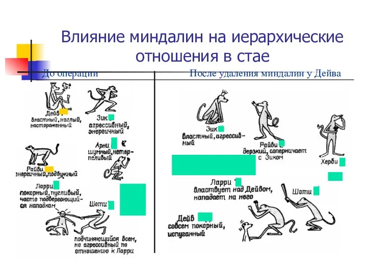 Влияние миндалин на иерархические отношения в стае До операции После удаления миндалин у Дейва