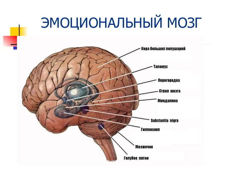 ЭМОЦИОНАЛЬНЫЙ МОЗГ