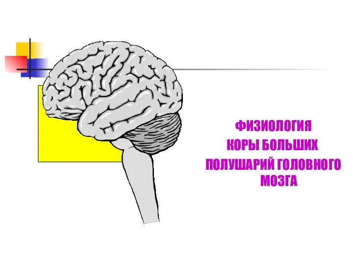 ФИЗИОЛОГИЯ КОРЫ БОЛЬШИХ ПОЛУШАРИЙ ГОЛОВНОГО МОЗГА