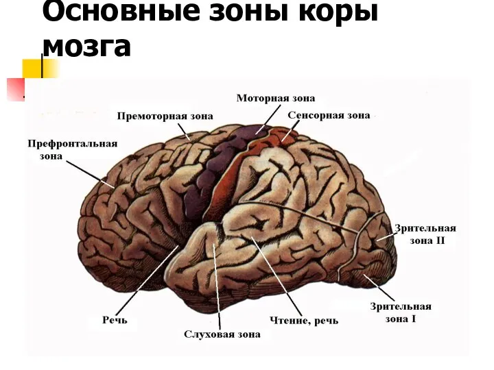 Основные зоны коры мозга