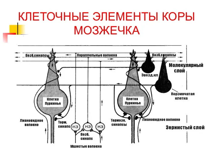 КЛЕТОЧНЫЕ ЭЛЕМЕНТЫ КОРЫ МОЗЖЕЧКА