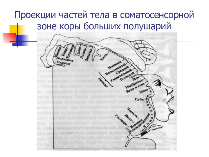 Проекции частей тела в соматосенсорной зоне коры больших полушарий