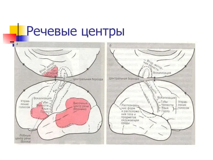 Речевые центры