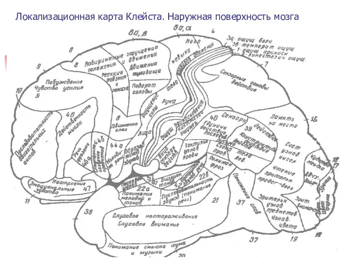 Локализационная карта Клейста. Наружная поверхность мозга