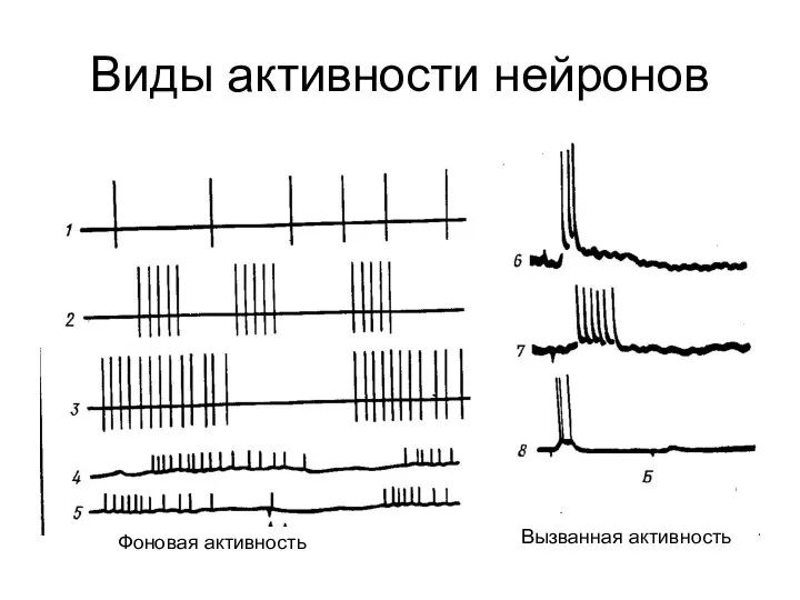 Виды активности нейронов Фоновая активность Вызванная активность