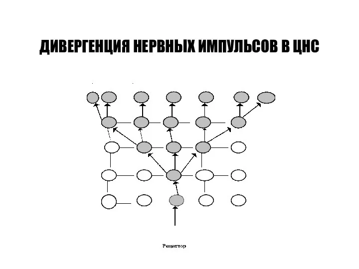 ДИВЕРГЕНЦИЯ НЕРВНЫХ ИМПУЛЬСОВ В ЦНС