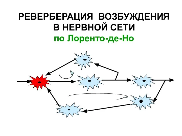 РЕВЕРБЕРАЦИЯ ВОЗБУЖДЕНИЯ В НЕРВНОЙ СЕТИ по Лоренто-де-Но