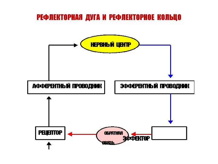 РЕФЛЕКТОРНАЯ ДУГА И РЕФЛЕКТОРНОЕ КОЛЬЦО