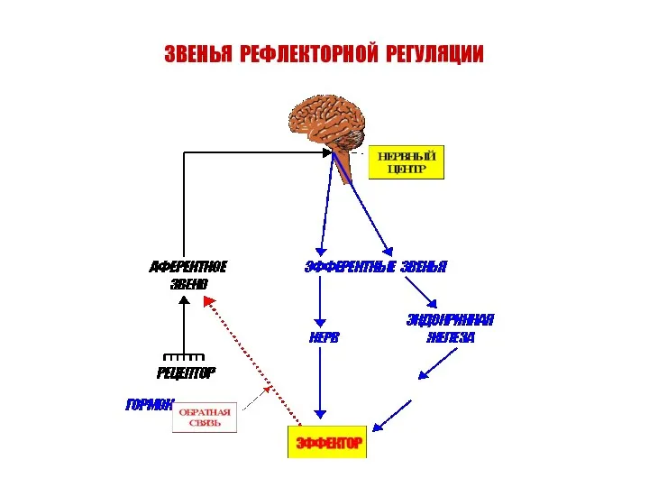 ЗВЕНЬЯ РЕФЛЕКТОРНОЙ РЕГУЛЯЦИИ