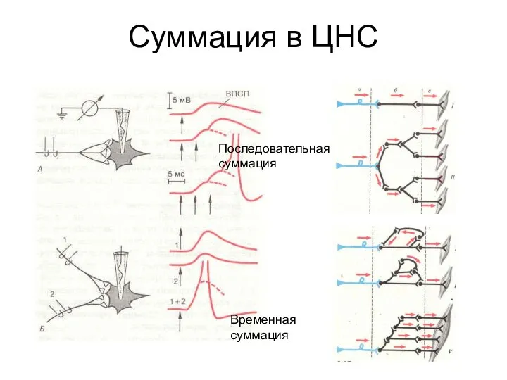 Суммация в ЦНС Последовательная суммация Временная суммация