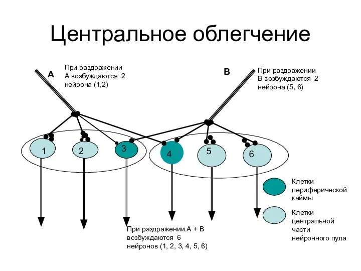 Центральное облегчение 1 2 3 4 5 6 А В При