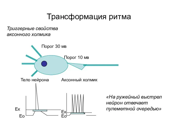 Трансформация ритма Триггерные свойства аксонного холмика «На ружейный выстрел нейрон отвечает пулеметной очередью»