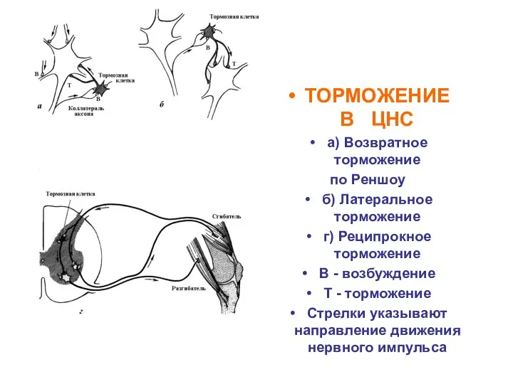 ТОРМОЖЕНИЕ В ЦНС а) Возвратное торможение по Реншоу б) Латеральное торможение