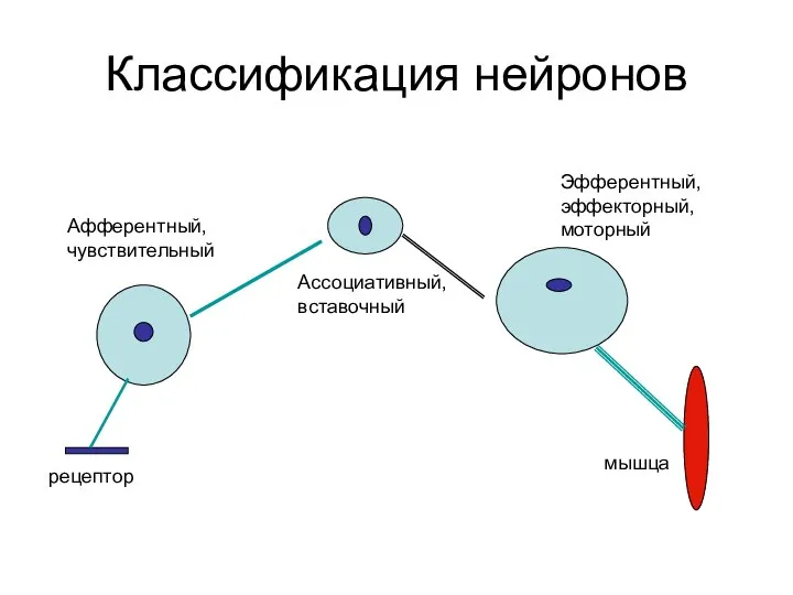 Классификация нейронов Афферентный, чувствительный Ассоциативный, вставочный Эфферентный, эффекторный, моторный рецептор мышца