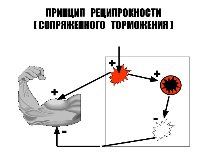 ПРИНЦИП РЕЦИПРОКНОСТИ ( СОПРЯЖЕННОГО ТОРМОЖЕНИЯ ) + + - - +