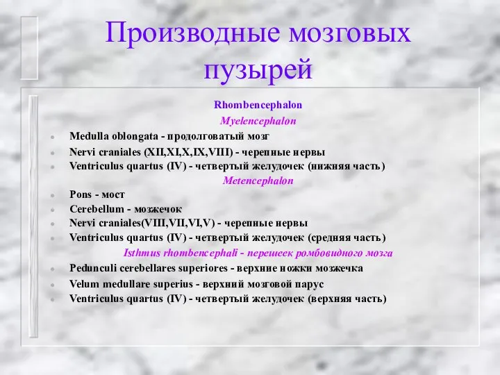 Производные мозговых пузырей Rhombencephalon Myelencephalon Medulla oblongata - продолговатый мозг Nervi