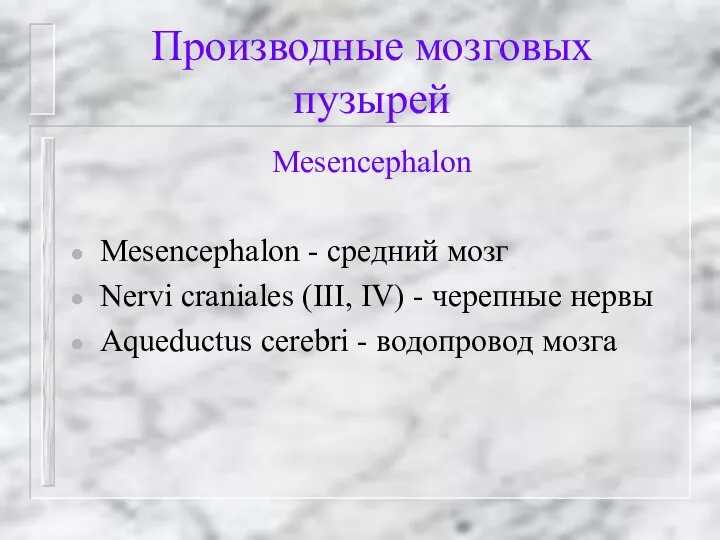 Производные мозговых пузырей Mesencephalon Mesencephalon - средний мозг Nervi craniales (III,