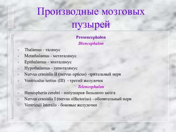 Производные мозговых пузырей Prosencephalon Diencephalon Thalamus - таламус Metathalamus - метаталамус