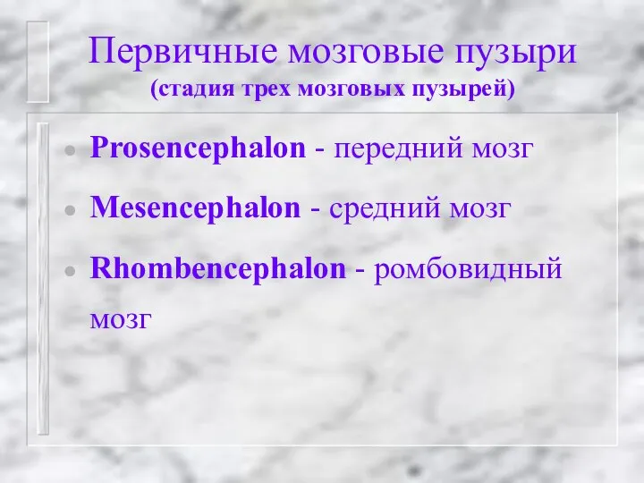 Первичные мозговые пузыри (стадия трех мозговых пузырей) Prosencephalon - передний мозг