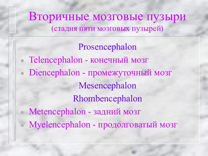 Вторичные мозговые пузыри (стадия пяти мозговых пузырей) Prosencephalon Telencephalon - конечный