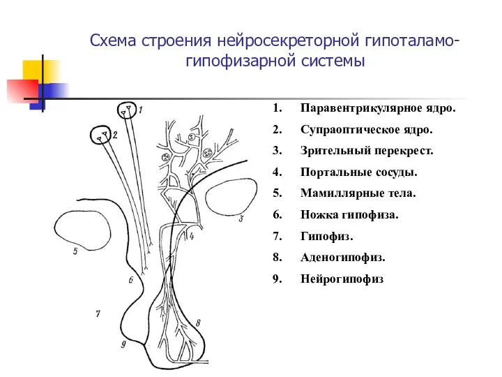 Схема строения нейросекреторной гипоталамо-гипофизарной системы Паравентрикулярное ядро. Супраоптическое ядро. Зрительный перекрест.