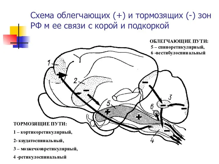 Схема облегчающих (+) и тормозящих (-) зон РФ м ее связи