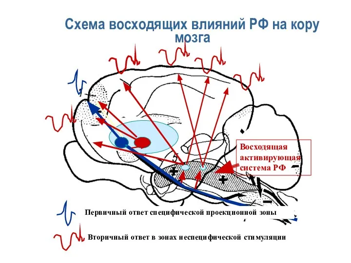 Схема восходящих влияний РФ на кору мозга Первичный ответ специфической проекционной