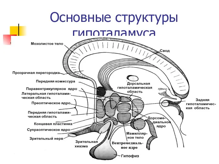 Основные структуры гипоталамуса