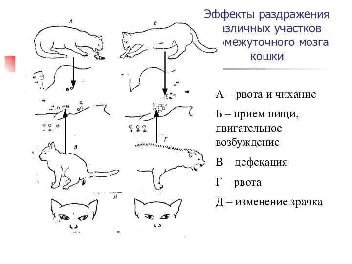 Эффекты раздражения различных участков промежуточного мозга кошки А – рвота и