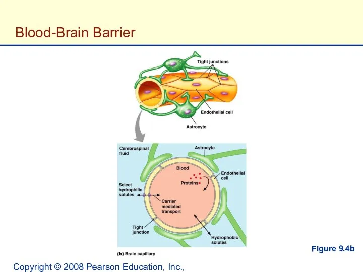 Copyright © 2008 Pearson Education, Inc., publishing as Benjamin Cummings. Blood-Brain Barrier Figure 9.4b