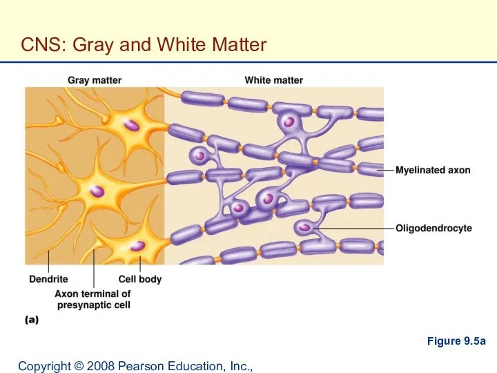 Copyright © 2008 Pearson Education, Inc., publishing as Benjamin Cummings. CNS: