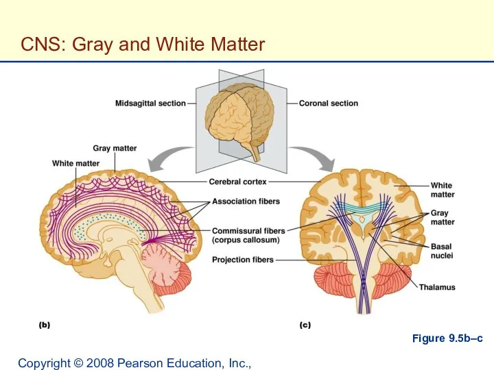 Copyright © 2008 Pearson Education, Inc., publishing as Benjamin Cummings. CNS: