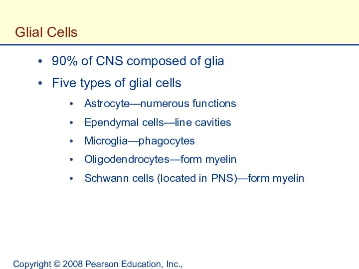 Copyright © 2008 Pearson Education, Inc., publishing as Benjamin Cummings. Glial