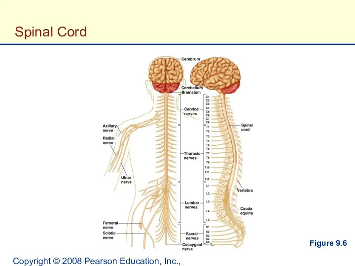 Copyright © 2008 Pearson Education, Inc., publishing as Benjamin Cummings. Spinal Cord Figure 9.6