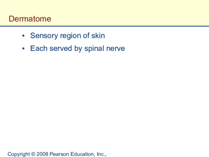 Copyright © 2008 Pearson Education, Inc., publishing as Benjamin Cummings. Dermatome