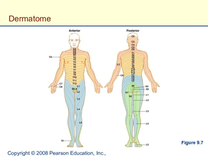 Copyright © 2008 Pearson Education, Inc., publishing as Benjamin Cummings. Dermatome Figure 9.7