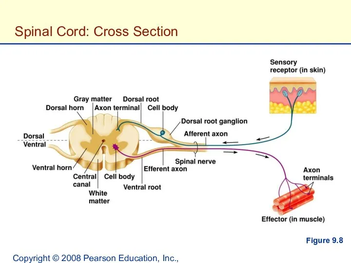 Copyright © 2008 Pearson Education, Inc., publishing as Benjamin Cummings. Spinal Cord: Cross Section Figure 9.8