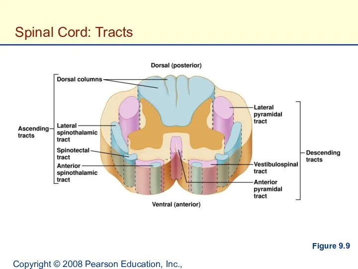 Copyright © 2008 Pearson Education, Inc., publishing as Benjamin Cummings. Spinal Cord: Tracts Figure 9.9