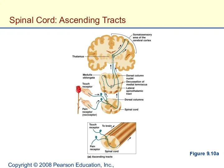 Copyright © 2008 Pearson Education, Inc., publishing as Benjamin Cummings. Spinal Cord: Ascending Tracts Figure 9.10a