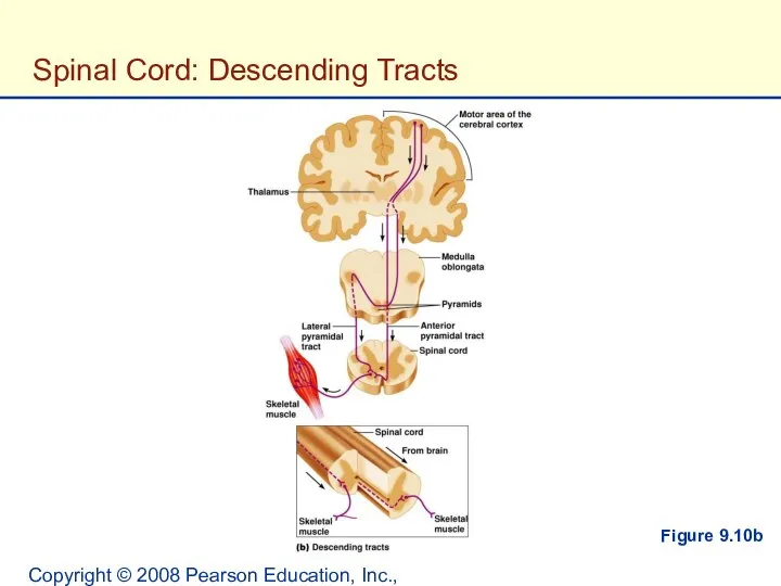 Copyright © 2008 Pearson Education, Inc., publishing as Benjamin Cummings. Spinal Cord: Descending Tracts Figure 9.10b