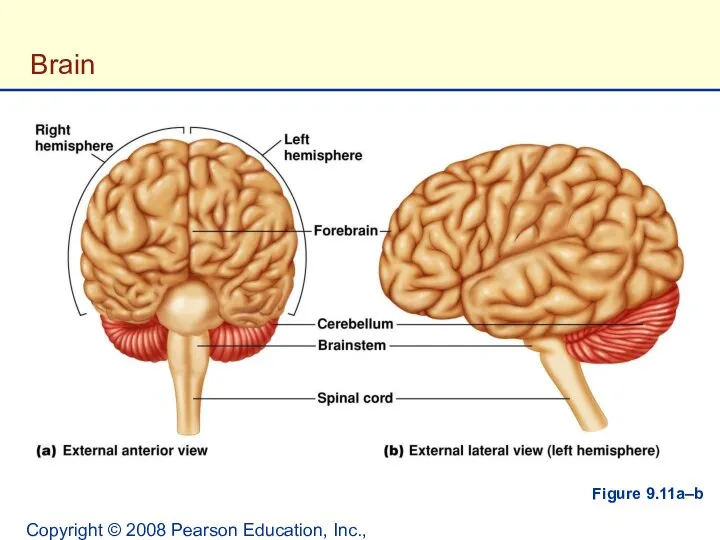 Copyright © 2008 Pearson Education, Inc., publishing as Benjamin Cummings. Brain Figure 9.11a–b