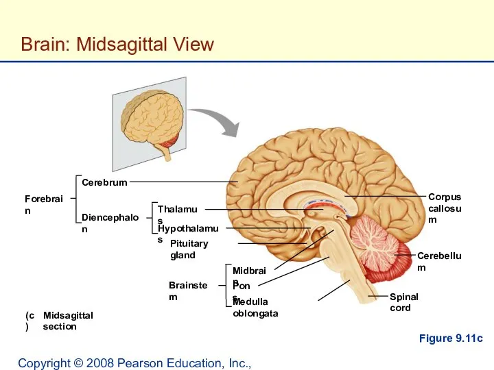 Copyright © 2008 Pearson Education, Inc., publishing as Benjamin Cummings. Figure