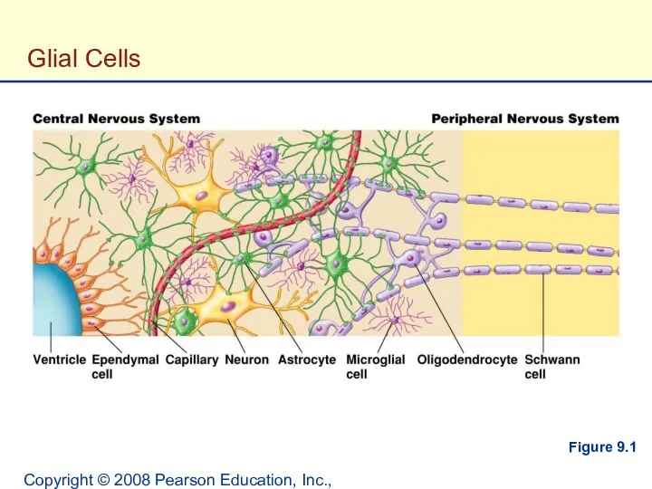 Copyright © 2008 Pearson Education, Inc., publishing as Benjamin Cummings. Glial Cells Figure 9.1