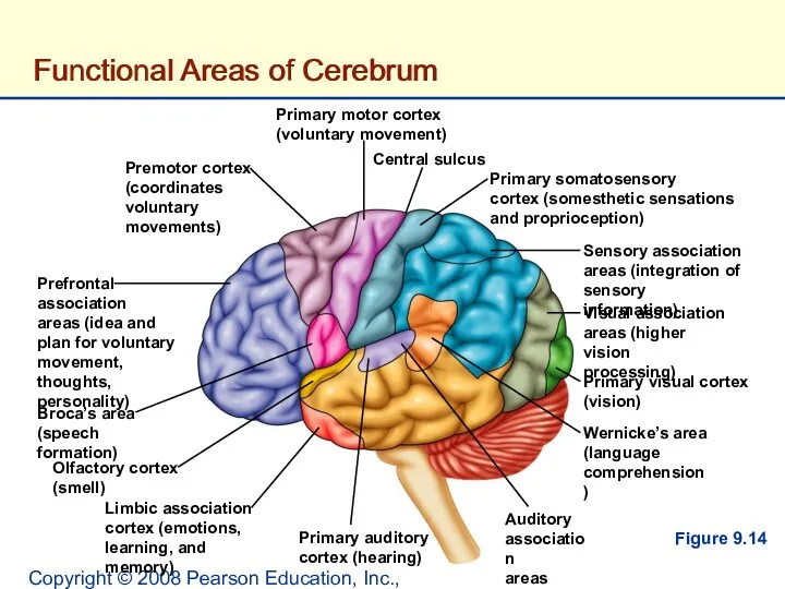 Copyright © 2008 Pearson Education, Inc., publishing as Benjamin Cummings. Premotor