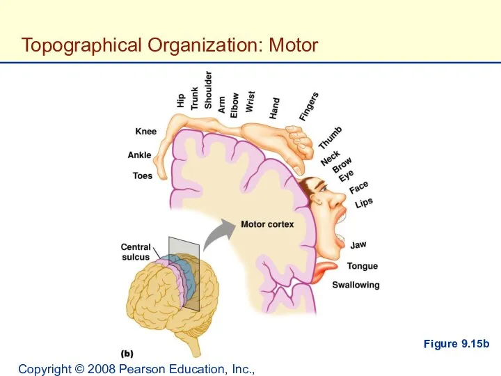 Copyright © 2008 Pearson Education, Inc., publishing as Benjamin Cummings. Topographical Organization: Motor Figure 9.15b