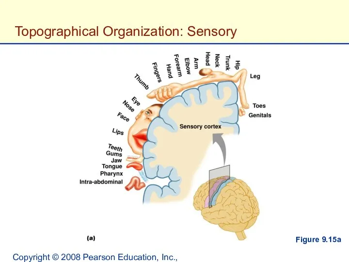 Copyright © 2008 Pearson Education, Inc., publishing as Benjamin Cummings. Topographical Organization: Sensory Figure 9.15a