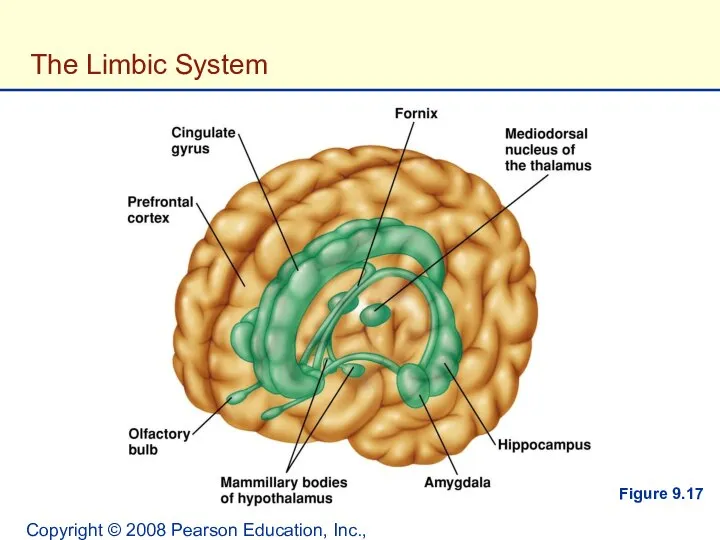 Copyright © 2008 Pearson Education, Inc., publishing as Benjamin Cummings. The Limbic System Figure 9.17
