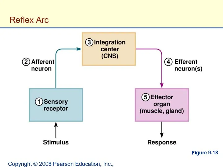 Copyright © 2008 Pearson Education, Inc., publishing as Benjamin Cummings. Reflex Arc Figure 9.18